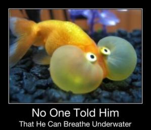 Funny fish meme