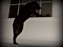 dog watching out window