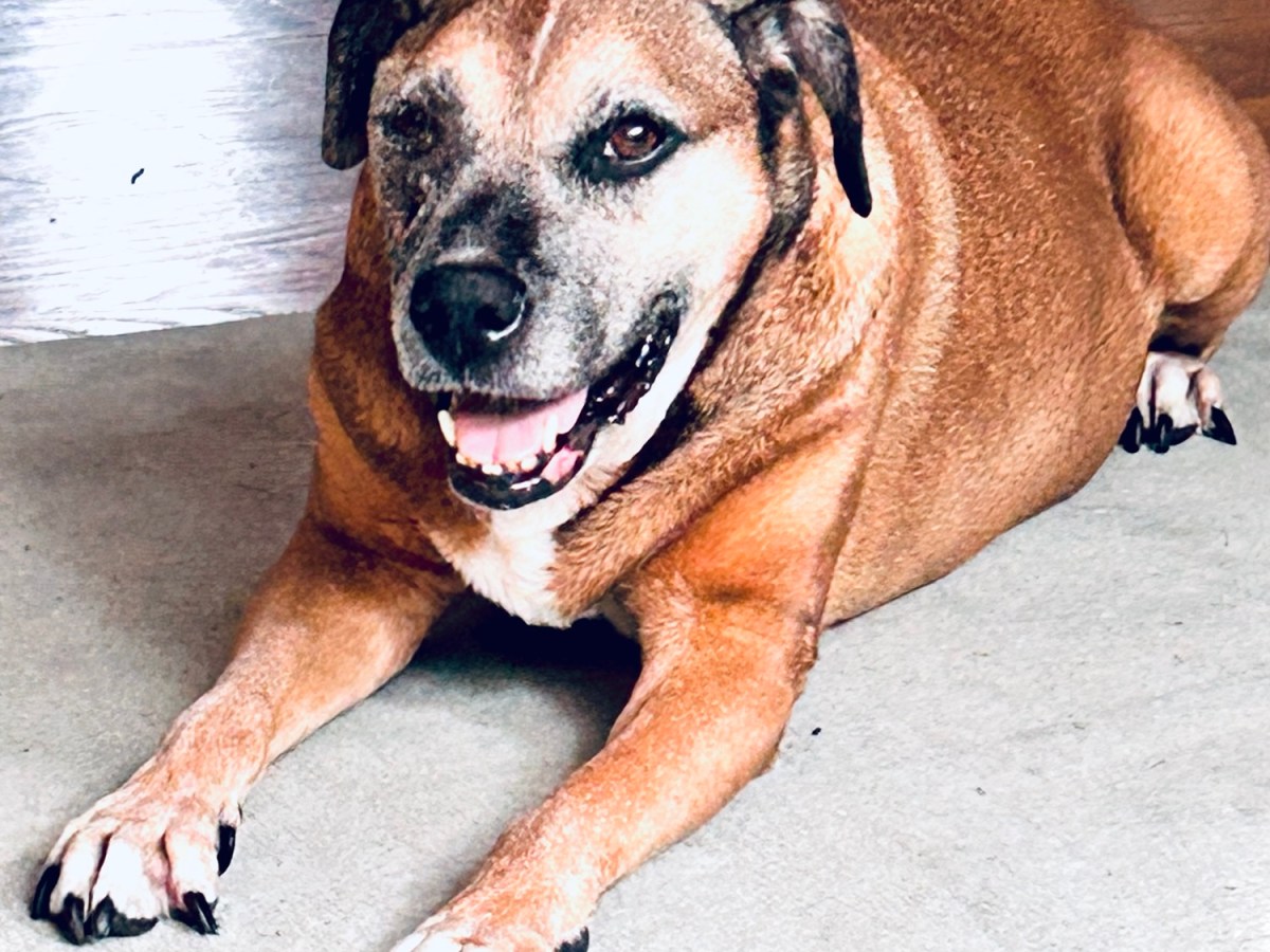 You’re Still With Us – A Dog&nbsp;Letter